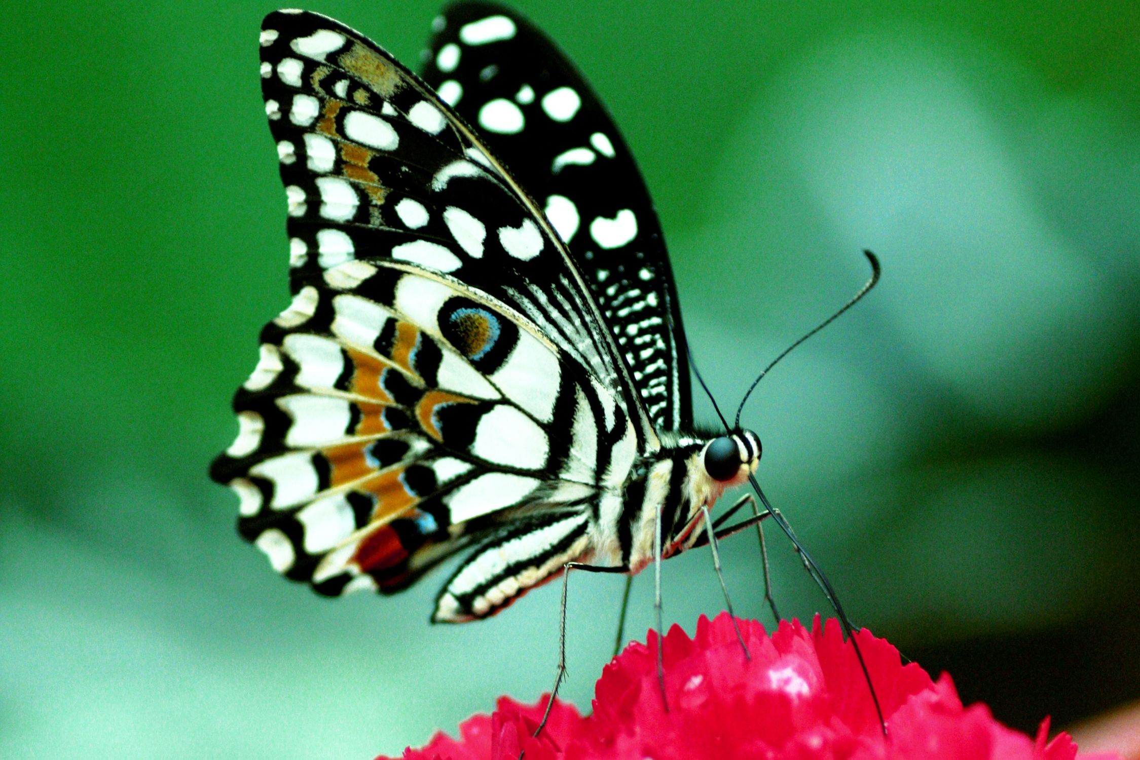 Bild mit Tiere, Natur, Pflanzen, Insekten, Schmetterlinge, Monarchfalter, Pflanze, butterfly