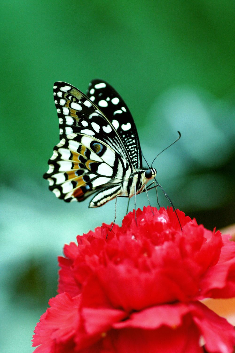 Bild mit Tiere, Natur, Pflanzen, Blumen, Insekten, Schmetterlinge, Monarchfalter, Schmetterling