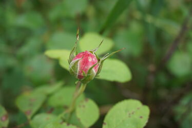 Bild mit Natur, Rose, Makro Rose, Rosenblüte