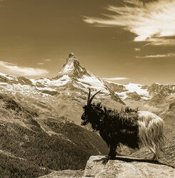 Bild mit Landschaften, Berge, Ziegen, Wallis, Matterhorn