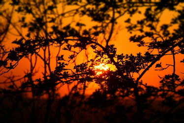 Bild mit Orange, Bäume, Sonnenuntergang, Wald, Sunset