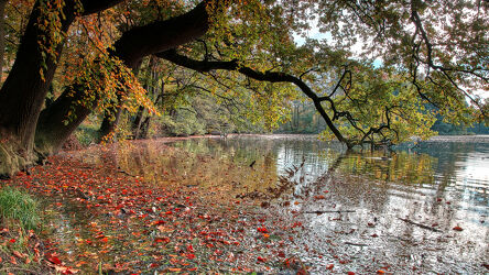 Bild mit Natur, Bäume, Herbst, Wald, Blätter, Landschaft, Herbstblätter, Herbststimmung, Goldener Oktober
