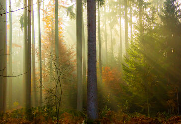 Bild mit Bäume, Wälder, Wald, Baum, Bäume & Wälder, Mystik, Herbststimmung, mystisch, herbstlich, Spätherbst