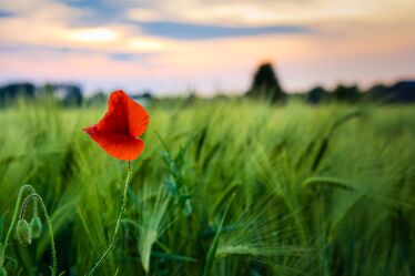 Bild mit Sonnenuntergang, Getreide, Sommer, Blume, Mohnblume, romantik, Getreide Feld