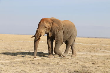 Bild mit Elefant, Afrika, safari, Kenia