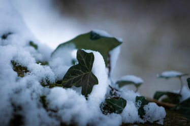 Bild mit Natur, Winter, Schnee, Kälte, Efeublatt