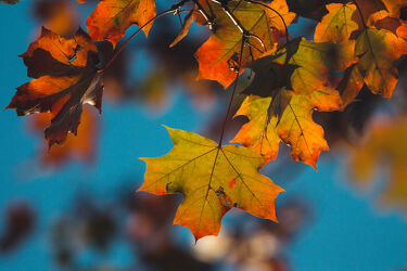 Bild mit Herbst, Blätter, Herbstblätter, Herbstlicht, Herbstlicht