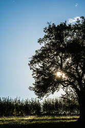 Bild mit Obstbäume, Baum, Sonnenschein durch eine Baumkrone, Blauer Himmel mit Gegenlicht, Hecke