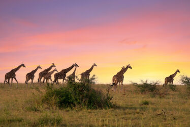 Giraffen, Uganda