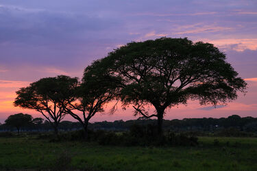 Bild mit Natur, Landschaften, Nationalparks, Sonnenaufgang, Reisen, Naturlandschaften, Naturlandschaften, Afrika, Morgenstimmung, Uganda