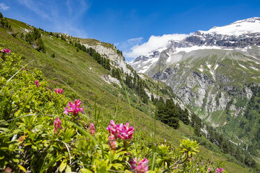 Bild mit Natur, Sommer, Tirol, Alpen, Gras, Wandern, Berggipfel, Alpenrose, Bergpanorama, Hohe Tauern