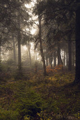 Bild mit Natur, Herbst, Nebel, Fichten, Wald, Landschaft, Mystik, Farne, Finster, Lausitz