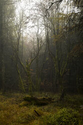 Mystischer Herbstwald 1