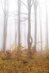 Nebelwald im Herbst 2