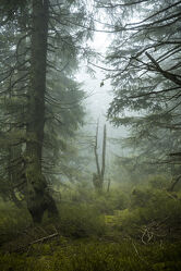 Bild mit Natur, Nebel, Wald, Landschaft, mystisch, Fichtenwald, Riesengebirge, Karpacz, bergwald, sudeten