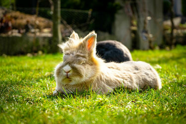 Sonnendes Kaninchen