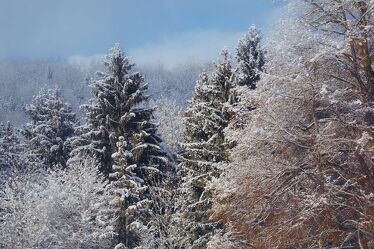 Bild mit Natur, Schnee, Wälder, Winterwelt