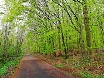 Bild mit Natur, Grün, Bäume, Wald, Weg, Blätter, Stuckenberg, grün Farbspiel