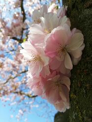 Bild mit Natur, Bäume, Rosa, Rosa, Frühling, Kirschblüten, Blüten, rosa Blüten