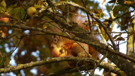 Bild mit Natur, Herbst, Baum, Apfel, Herbstblätter, Eichhörnchen, Tiere & Lebewesen