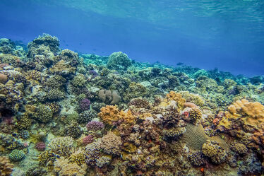 Bild mit Wasser, Korallen, Bunt, Meerwasser, Naturschutz, Korallenriff, tauchen, riff, klar, Naturreservat
