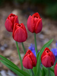 Bild mit Frühling, Rot, Blume, Pflanze, Tulpe, Blumen und Pflanzen, Blumen und Blüten, blüte