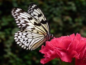 Bilder mit Schmetterlinge