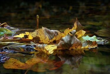 Bild mit Gelb, Wasser, Herbst, Blätter