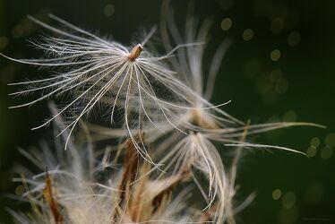 Bild mit Natur, Beige, Makrofotografie, Pusteblume, nahaufnahme, Samen, Flugsamen