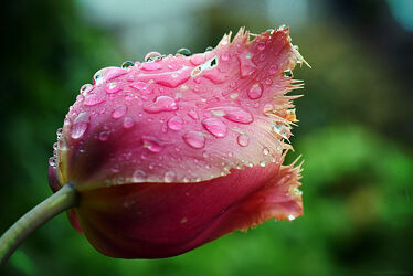 Bild mit Natur, Makrofotografie, Blume, Tulpe, Regentropfen, wassertropfenblumen