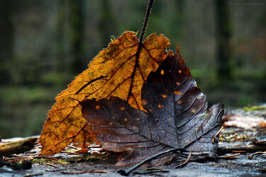 Bild mit Natur, Landschaften, Herbst, Braun, Wald, Makroaufnahme, Laubblätter, Herbstblätter
