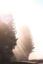 Bild mit Natur, Nebel, Sonnenschein, Sonnenschein durch eine Baumkrone, Sonnenstrahlen, stimmungsvoll, Lensflaire, atmosphere
