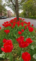 Bild mit Blumen, Rot, Stadt, Tulpe, Tulpen, Blumen und Pflanzen, Blumen und Blüten, City, Kiel