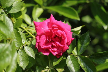 Bild mit Blumen, Rosa, Rose, rote Rosen, Blumen und Pflanzen, Blumen und Blüten, rosa Blume, rosa Blüte