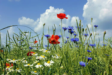 Bild mit Natur, Blumen, Sommer, Mohn, Mohnfeld, Feld, Feldblumen, Mohnblumen, Rügen, Kornblumen