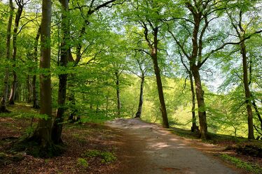 Bild mit Natur, Grün, Bäume, Frühling, Wald, Waldweg, Buchenwald, Erholung, natürlich, Mai