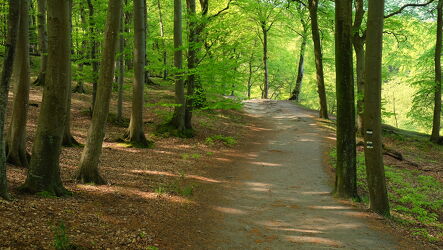 Bild mit Natur, Grün, Bäume, Frühling, Wald, Waldweg, Buchenwald, Erholung, Rügen, Mai