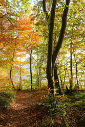 Bild mit Natur, Bäume, Herbst, Wald, Waldweg, Buchen, Buchenwald, Erholung, Oktober, Rügen