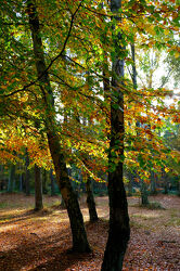 Bild mit Bäume, Herbst, Gegenlicht, Buchen, Buchenwald, Erholung, Oktober, Rügen, Abends, Herbstwald