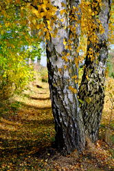 Bild mit Natur, Bäume, Herbst, Birken, Wald, Erholung, Rügen, Herbstwald, herbstbirken, birkenweg