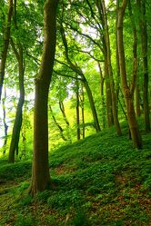 Bild mit Natur, Grün, Bäume, Frühling, Wald, Buchen, Buchenwald, Rügen, Mai, maiwald