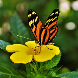 Bild mit Gelb, Natur, Sommer, Blume, Blüten, Schmetterling, blüte, Insekt, sommerwiese, blumenwiese