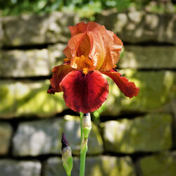 Iris in rot/orange