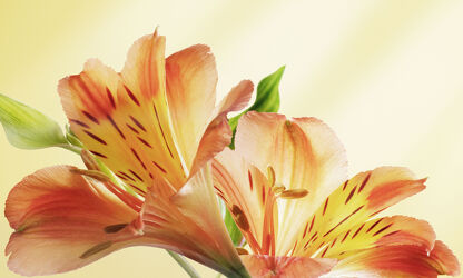 Bild mit Orange, Gelb, Natur, Pflanze, Blumen und Blüten, Bunte Blumenpracht, Flora, Blühendes, Gartenblumen, frühlingsblume