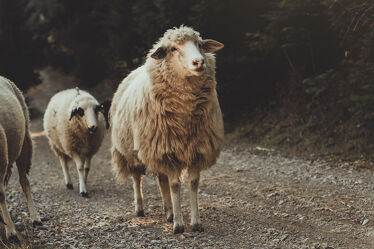 Bild mit Natur, Weg, Schafe, landwirtschaft, neugierig, Freilandhaltung, kosovo, Rugova