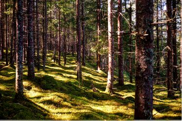 Bild mit Bäume, Wald, Schweden, Moos