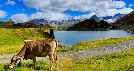 Die typische Schweiz mit einer schönen Berg Kuh
