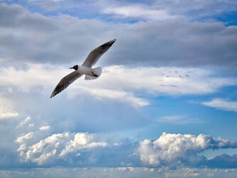 Bild mit Himmel, Wolken, Vögel, Flügel, Fliegen, Ostsee, Meer, Möwe, See, Küste