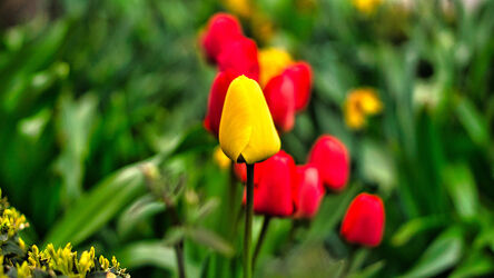 Bild mit Natur, Blume, Tulpe, Tulipa, Wiese, Flora, frühblüher, schön, bokeh, romantische