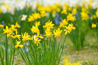 Bild mit Frühling, Blume, Wiese, Ostern, frühblüher, Lichtstimmung, narzissen, narzissen, bokeh, Balkonpflanzen